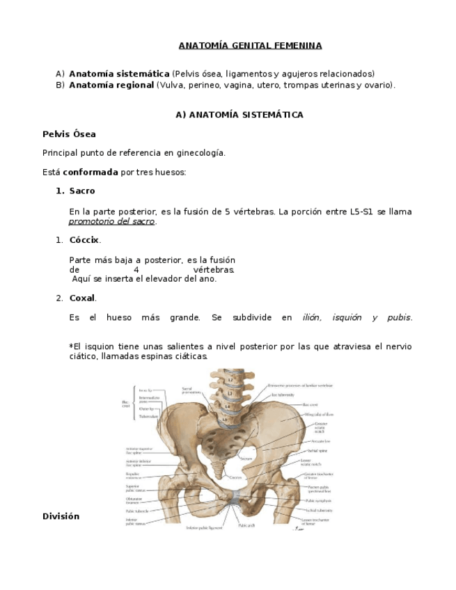 Miniatura del documento 1.-ANATOMIA-APARATO-GENITAL.docx