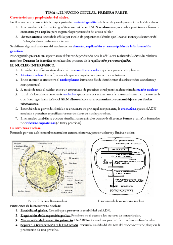 Miniatura del documento BIOLOGIA-TEMA-3-PARTE-1-.pdf