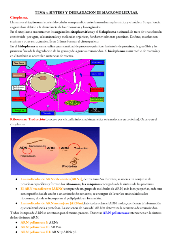 Miniatura del documento BIOLOGIA-TEMA-4.pdf