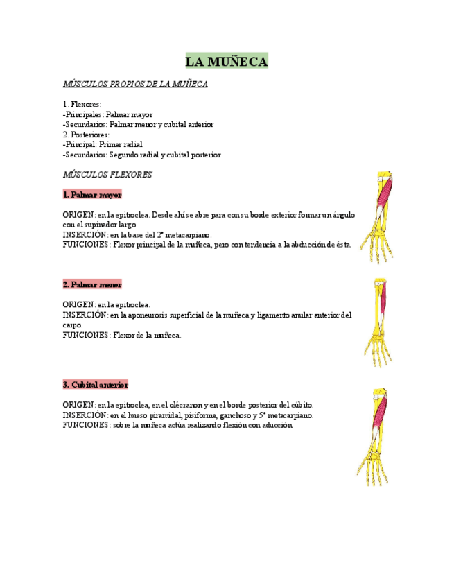 Miniatura del documento musculos-muneca-todos.pdf