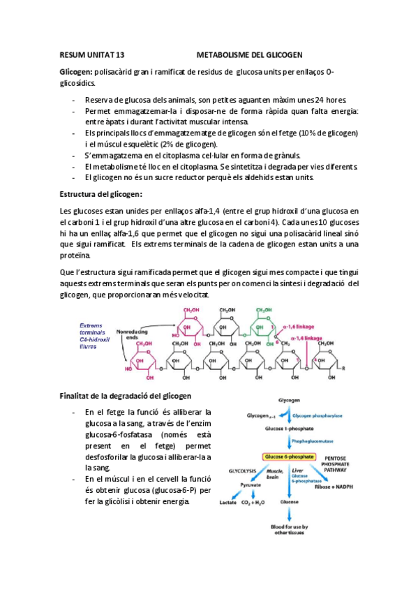Miniatura del documento resum-metabolisme-del-glicogen-pdf.pdf