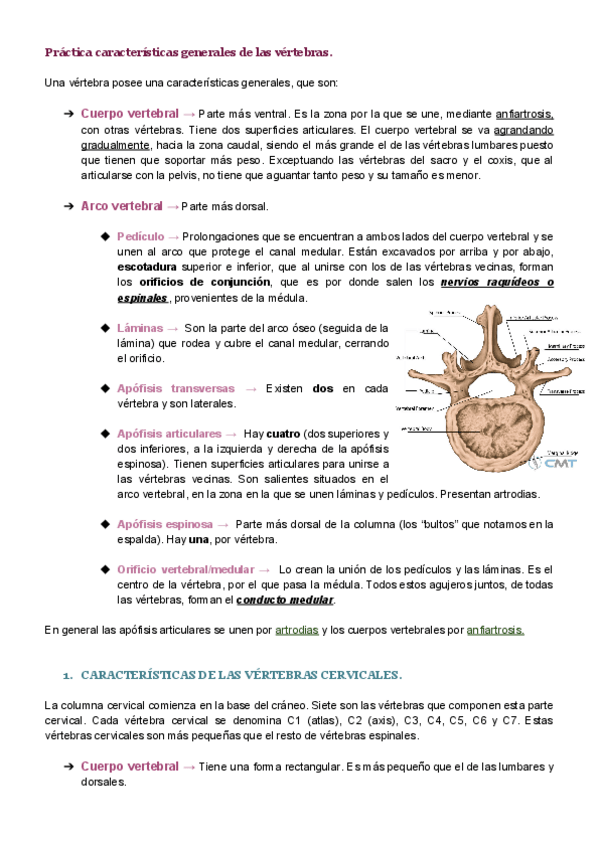 Miniatura del documento Caracteristicas-generales-vertebras.pdf