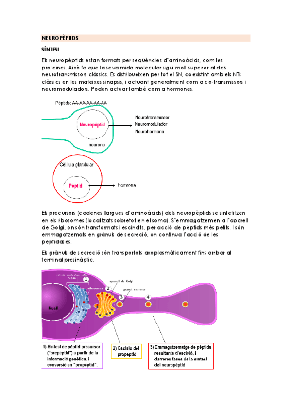 Miniatura del documento NEUROPEPTIDS.pdf