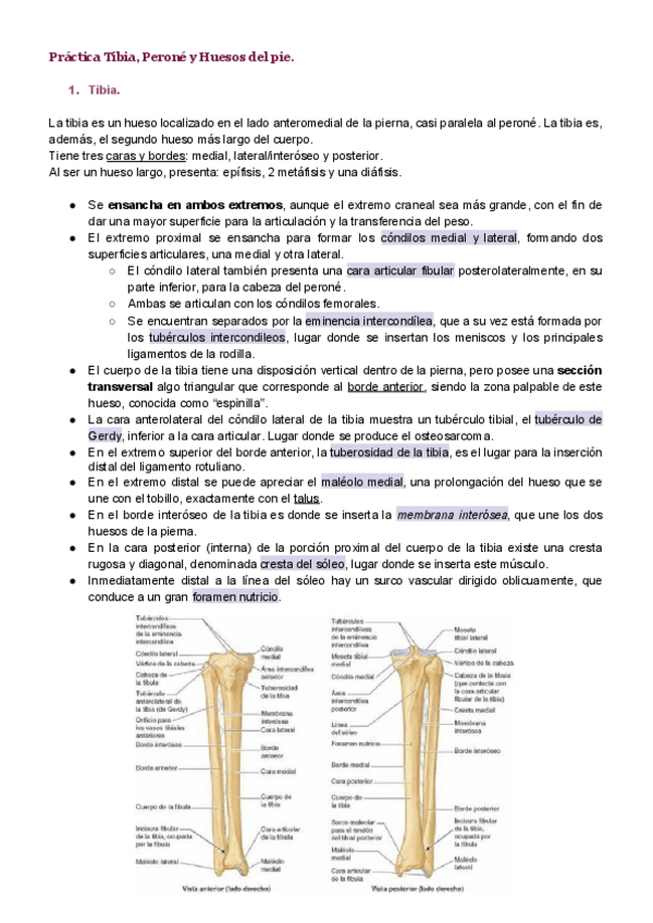 Miniatura del documento Tibia-perone-y-huesos-pie.pdf