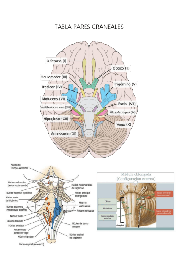 Miniatura del documento PARES-CRANEALES.pdf