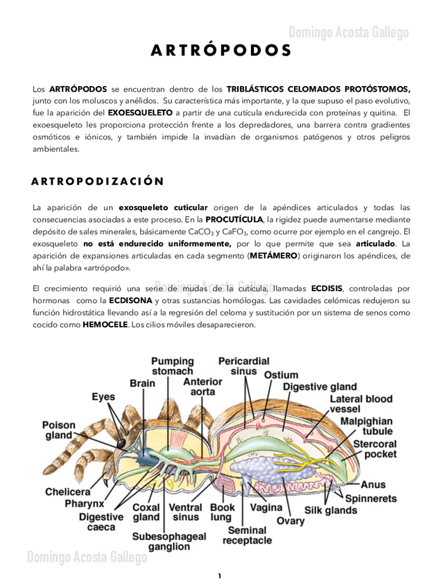 Miniatura del documento Artropodos.pdf