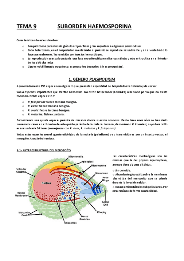 Miniatura del documento TEMA 9               SUBORDEN HAEMOSPORINA.pdf