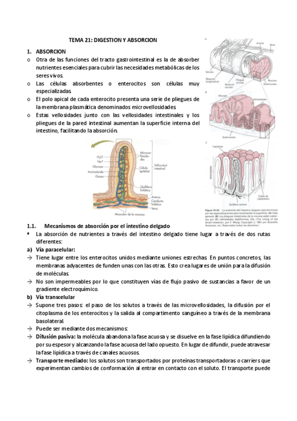 Miniatura del documento 21-digestion-y-absorcion.pdf