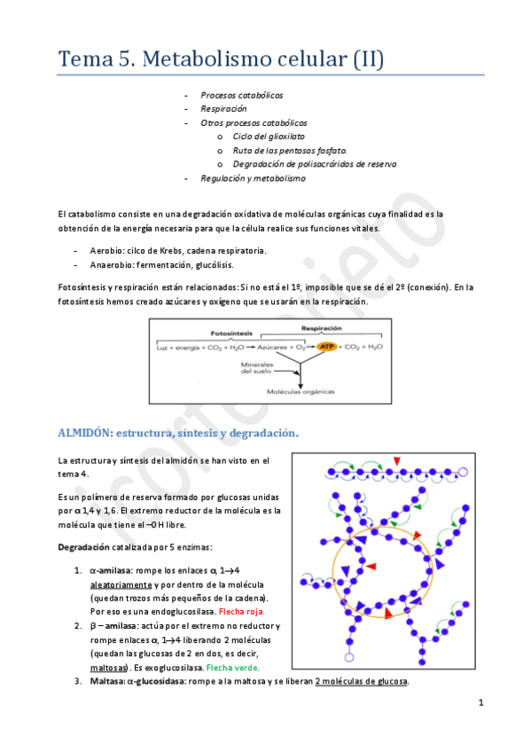 Miniatura del documento Tema 5.pdf