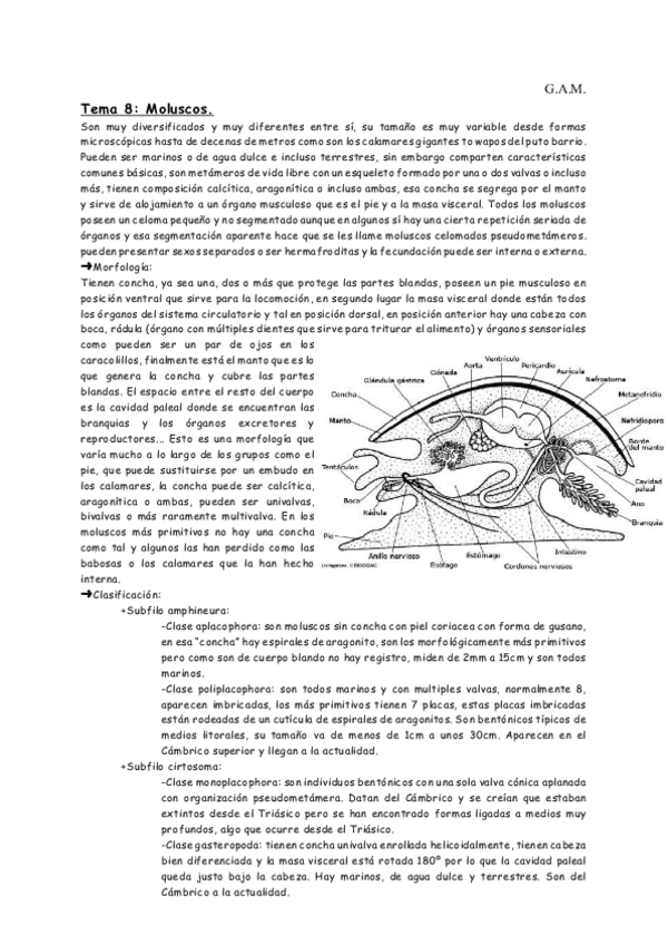 Miniatura del documento Tema 8 moluscos.pdf