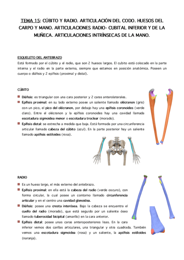 Miniatura del documento Tema-15.-Cubito-radio-carpo-y-mano.-Articulaciones-del-codo-muneca-y-mano.pdf