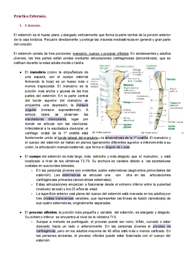 Miniatura del documento Practica-Esternon.pdf