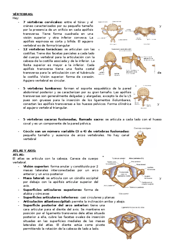 Miniatura del documento VERTEBRAS.docx