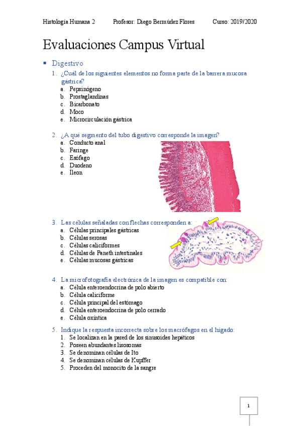 Miniatura del documento Evaluacion-1-campus-virtual-Histologia-Humana-2.pdf