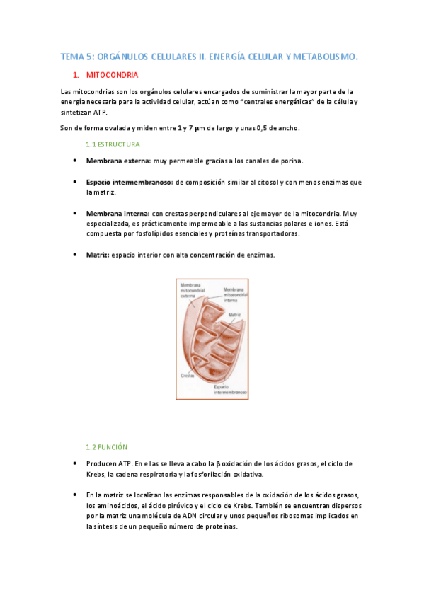 Miniatura del documento TEMA-5-apuntes.pdf