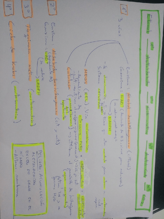 Miniatura del documento Esquema-metabolismo-alcohol.pdf