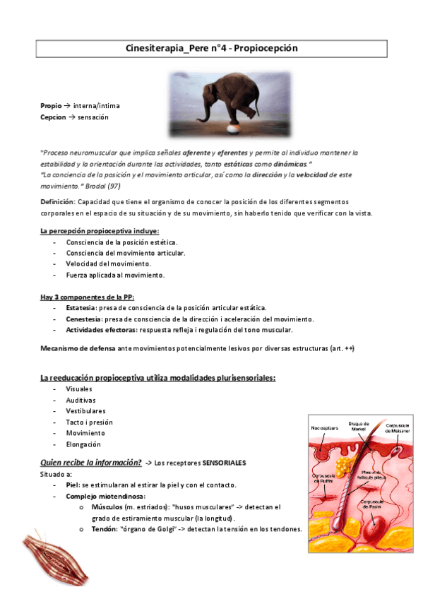Miniatura del documento Cinesiterapia-Propiocepcion.pdf