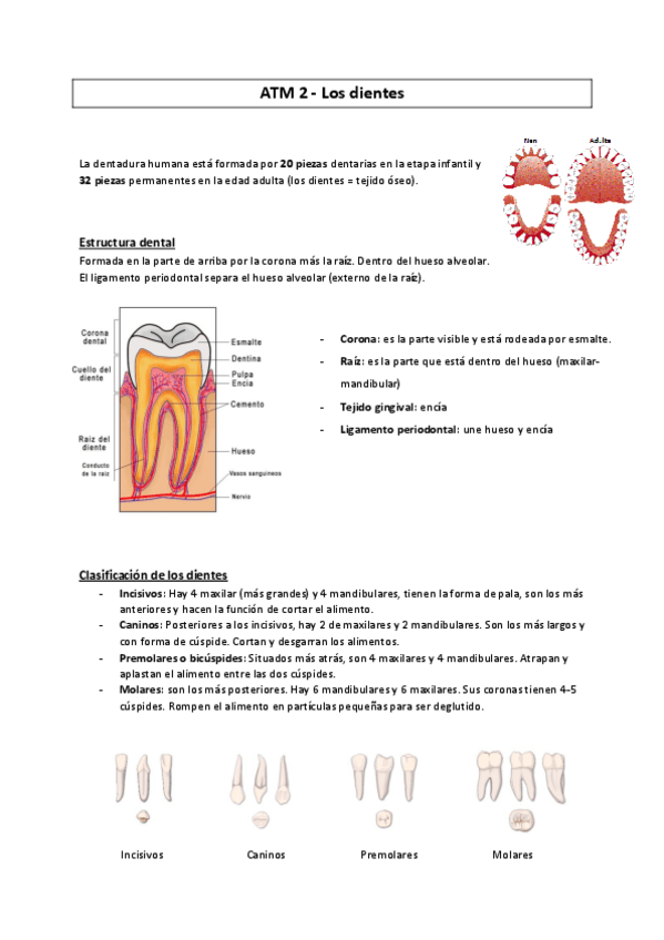 Miniatura del documento ATM-2-Los-dientosMC2016.pdf