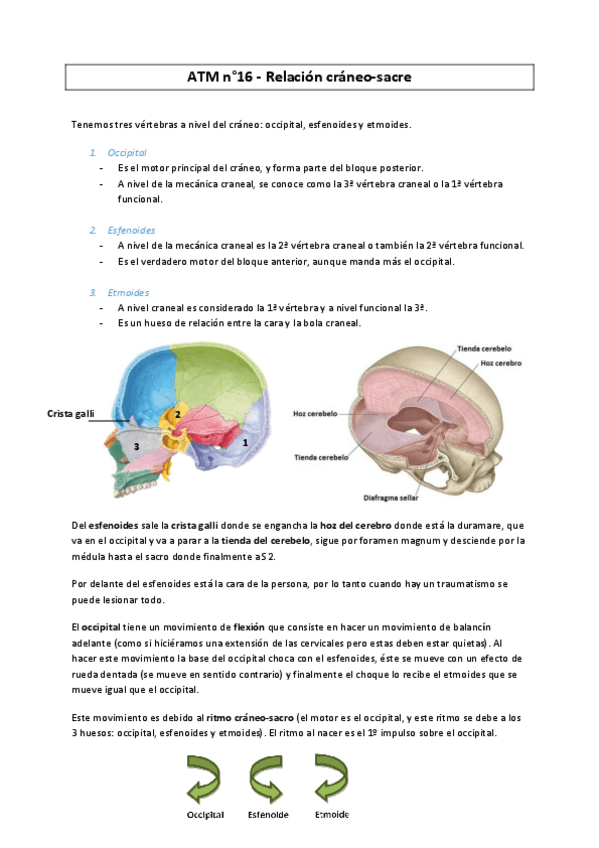 Miniatura del documento ATM-16-Relacion-Craneo-Sacro--MC2016.pdf