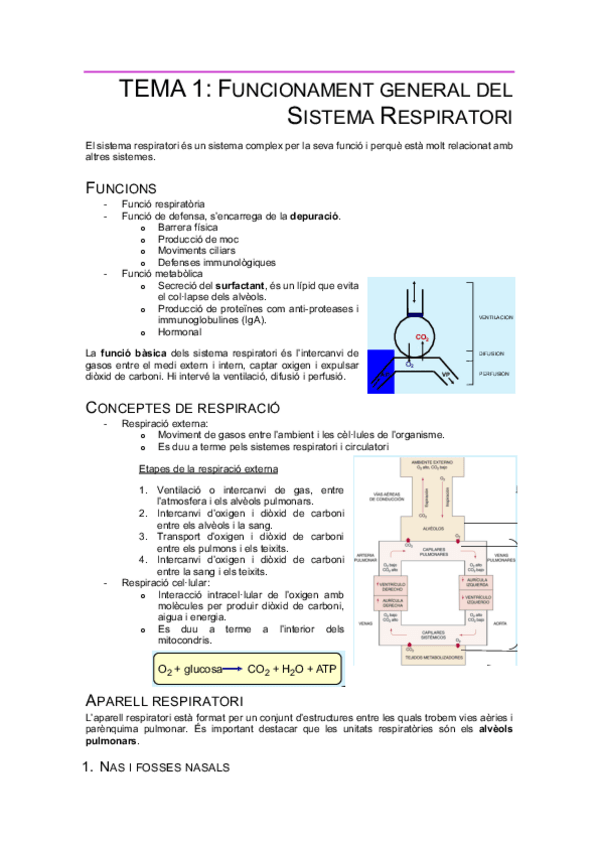 Miniatura del documento Tema1-FisiologiaRespi.pdf