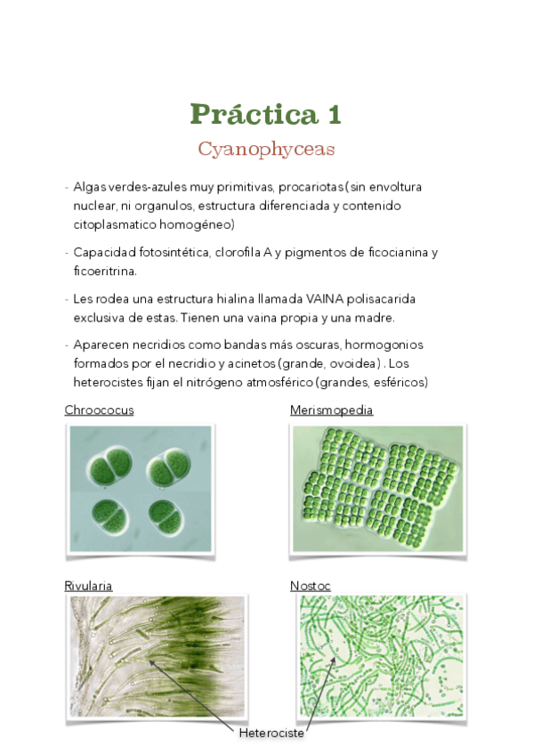 Miniatura del documento PRACTICAS-BOTANICA.pdf