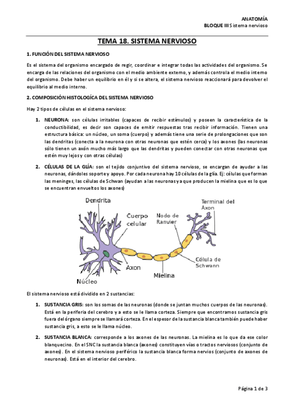 Miniatura del documento Anatomia-segundo-cuatrimestre.pdf