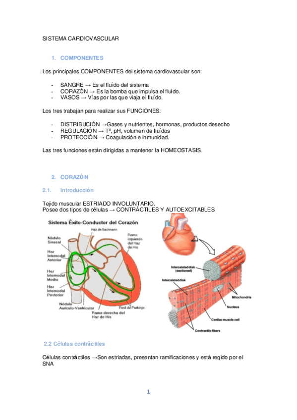 Miniatura del documento SISTEMA-CARDIOVASCULAR-1.pdf