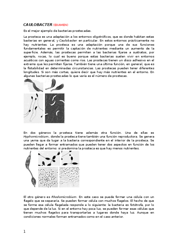 Miniatura del documento CAULOBACTER.docx