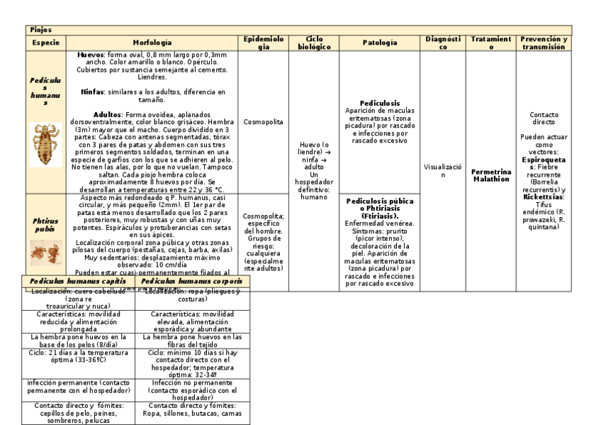Miniatura del documento tema-29.docx