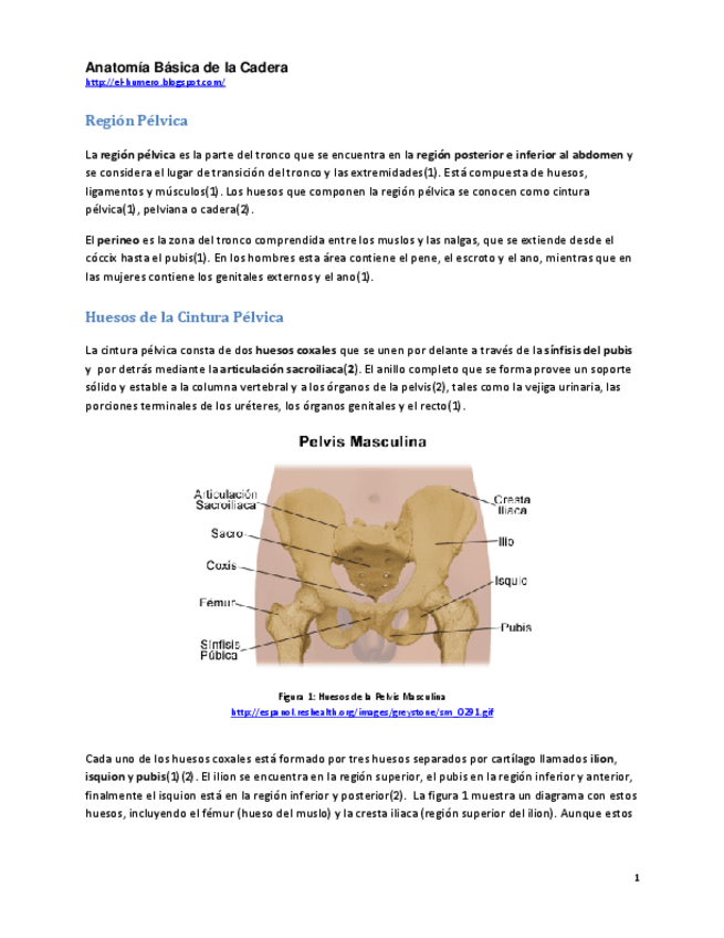 Miniatura del documento PELVIS Y CADERA-ANATOMIA.pdf