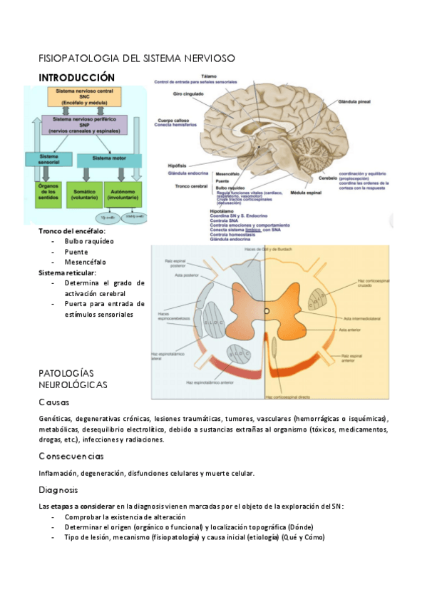 Miniatura del documento FISIOPATOLOGIA-DEL-SISTEMA-NERVIOSO.pdf
