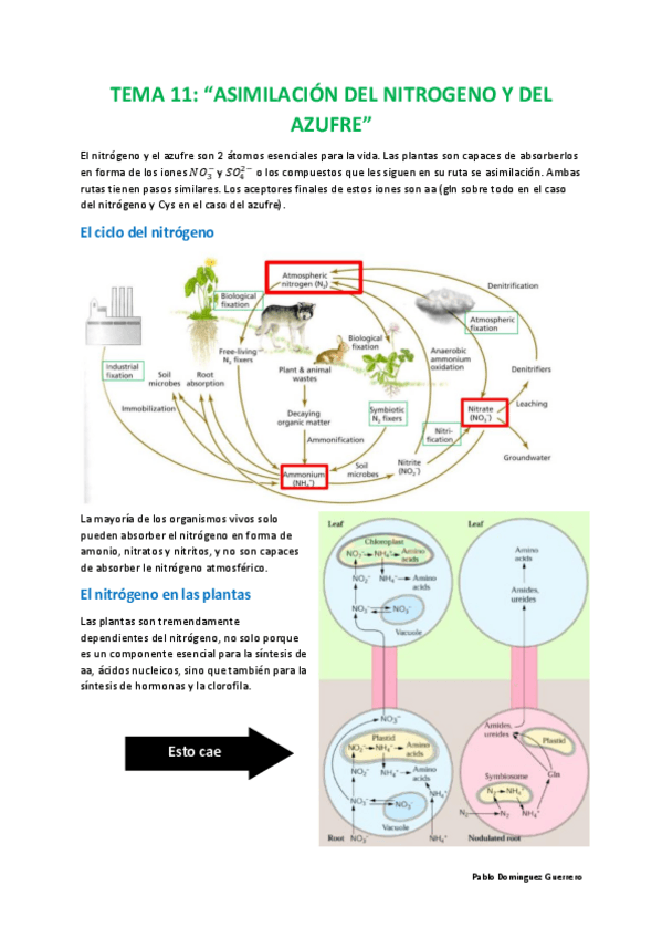 Miniatura del documento Tema-11-Asimilacion-del-nitrogeno-y-azufre.pdf