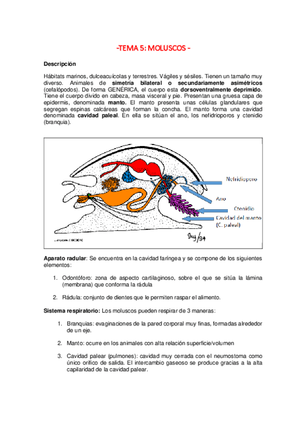 Miniatura del documento TEMA-5-MOLUSCOS.pdf