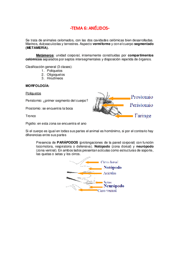 Miniatura del documento TEMA-6-ANELIDOS-.pdf