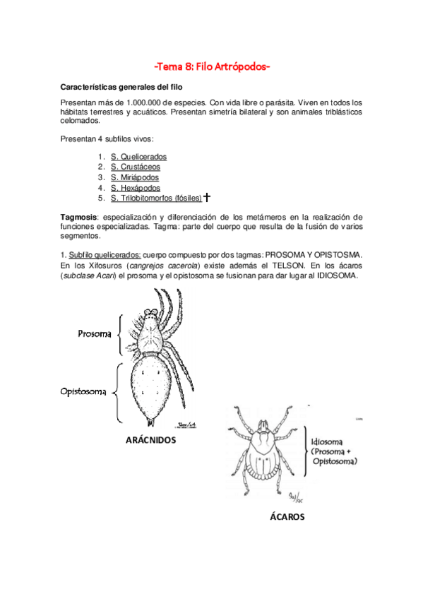 Miniatura del documento TEMA-8-ARTROPODOS.pdf