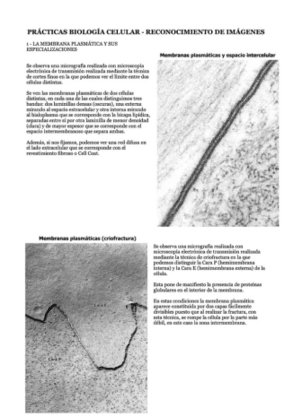 Miniatura del documento 1-La-Membrana-Plasmatica-2.pdf