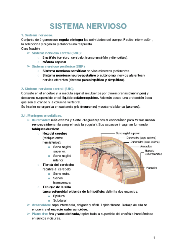 Miniatura del documento ANATOMIA-DEL-SN.pdf