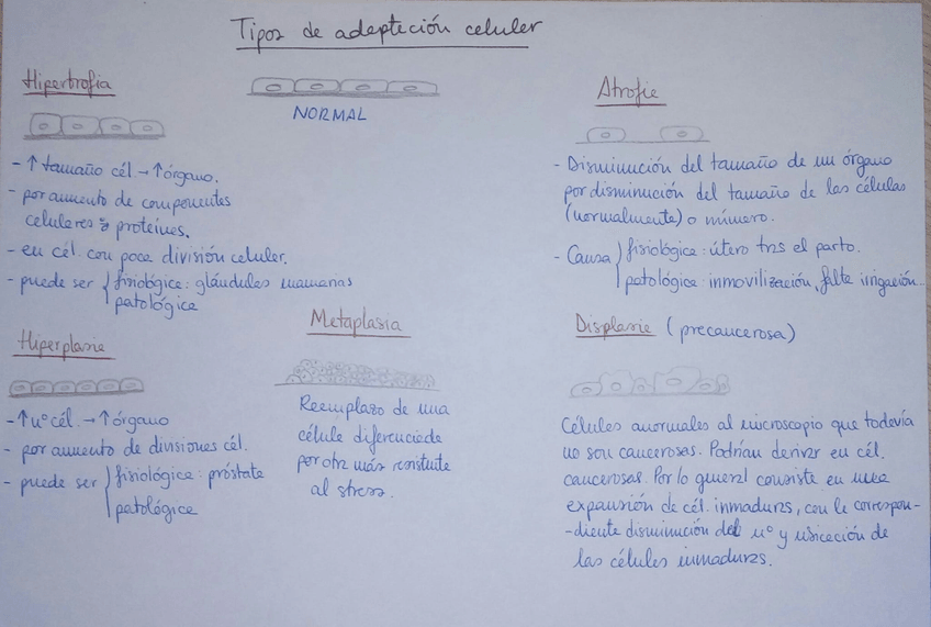 Miniatura del documento Tipos-de-adaptacion-celular.jpg