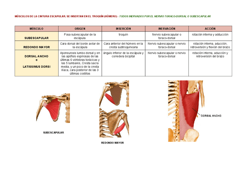 Miniatura del documento Musculos-que-se-insertan-en-el-troquin.pdf