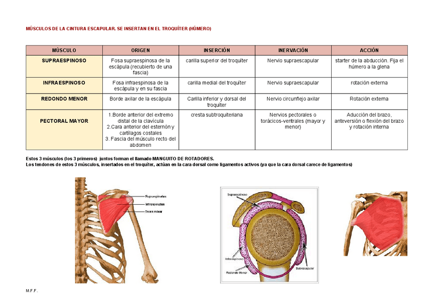Miniatura del documento Musculos-troquiter.pdf