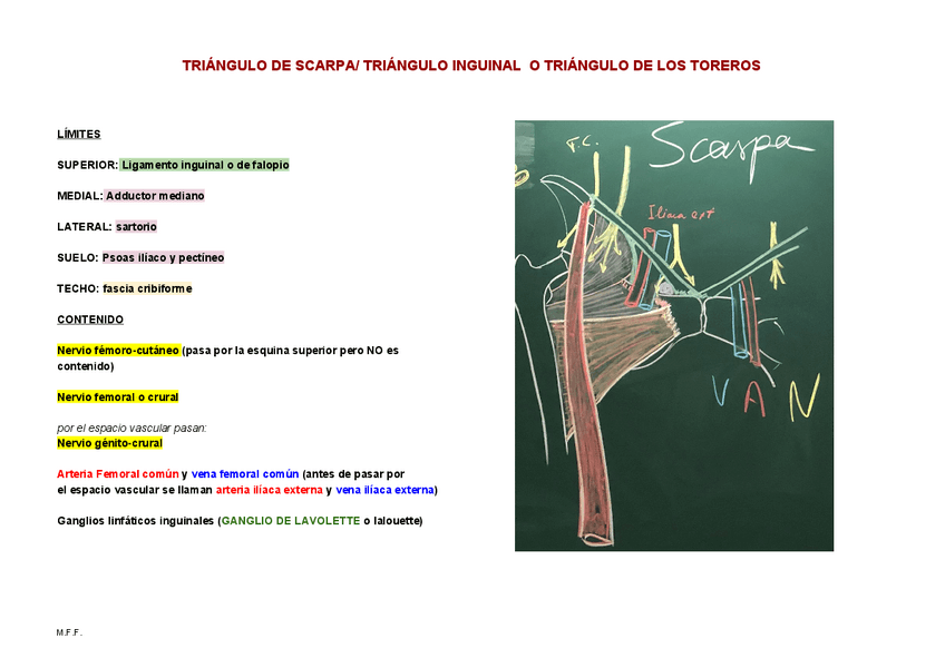 Miniatura del documento TRIANGULO-DE-SCARPA-TRIANGULO-INGUINAL-O-TRIANGULO-DE-LOS-TOREROS.pdf