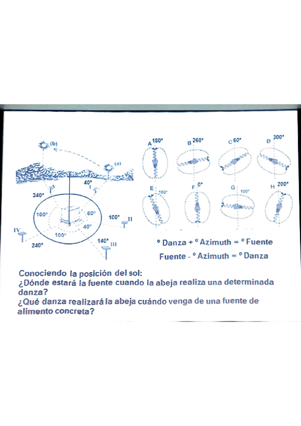 Miniatura del documento Abejas-Practica-4.pdf