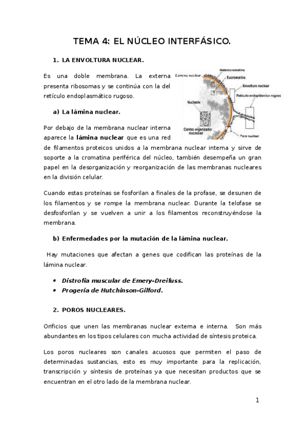 Miniatura del documento Tema-4-El-nucleo-interfasico-2019.docx