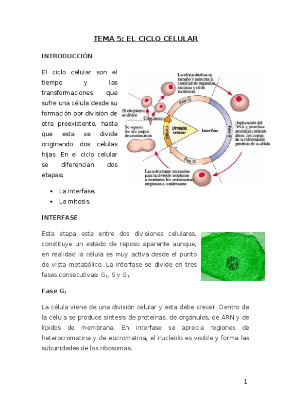 Miniatura del documento Tema-5-El-ciclo-celular-2017-18.docx