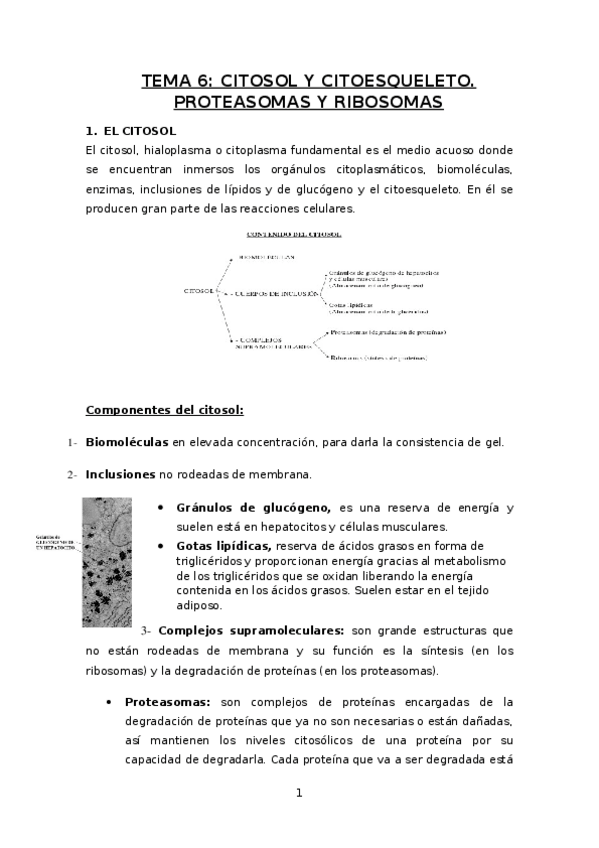 Miniatura del documento Tema-6-CITOSOL-Y-CITOESQUELETO.docx