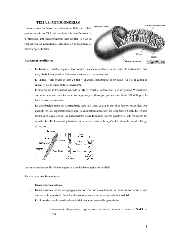 Miniatura del documento Tema-8-MITOCONDRIAS-2019.docx