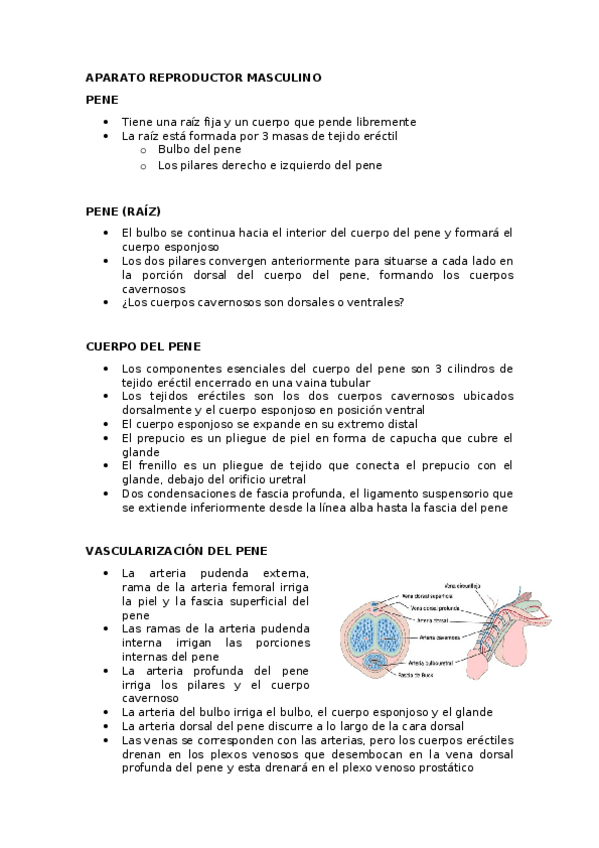 Miniatura del documento APARATO-REPRODUCTOR-MASCULINO.docx