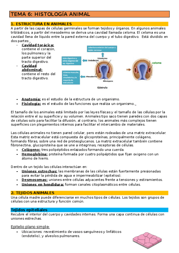 Miniatura del documento Histologia-animal-tema-6.odt