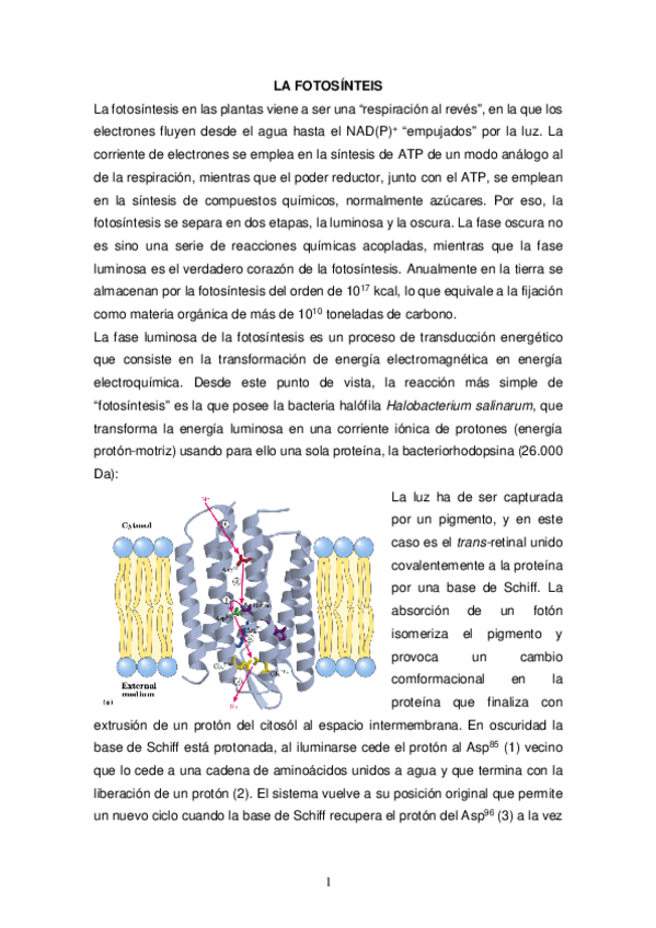 Miniatura del documento 7-Fotosintesis.pdf
