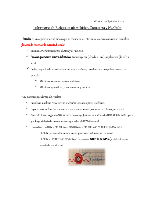 Miniatura del documento Laboratorio-nucleo-nucleolo-y-cromatina.pdf